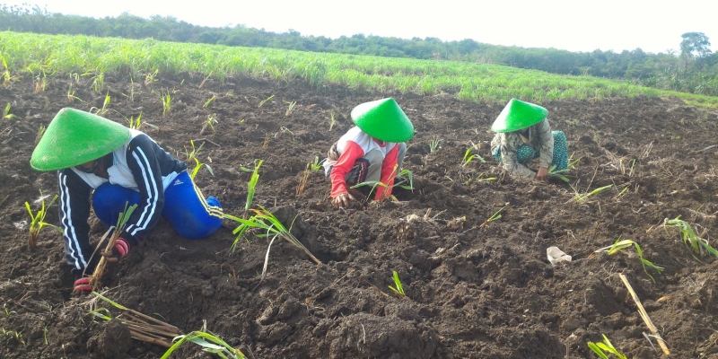 UMKM Binaan Pertamina Sukses Ubah Lahan Kritis jadi Lapangan Kerja