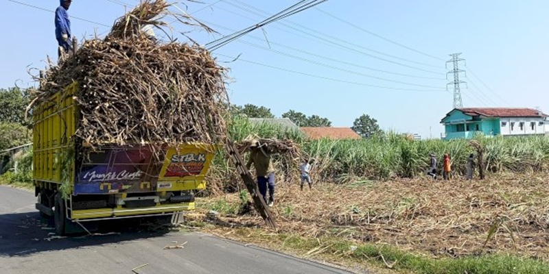 Petani Tebu di Rembang Meradang Buntut Harga Turun Signifikan