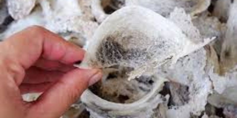 Petani Resah, Marak Ekspor Ilegal Sarang Burung Walet