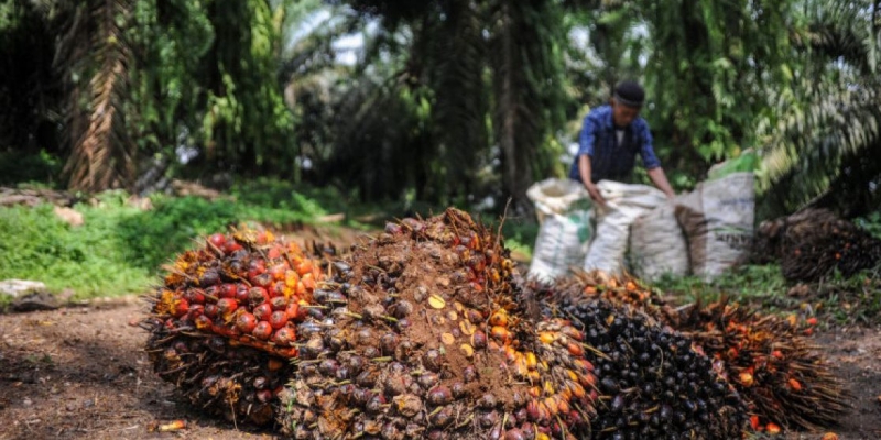 Harga CPO Melemah di Awal Perdagangan