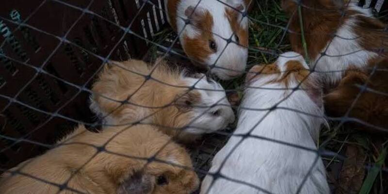 Kebun Binatang Denmark Minta Warga Sumbangkan Hewan Peliharaan untuk Pakan Predator