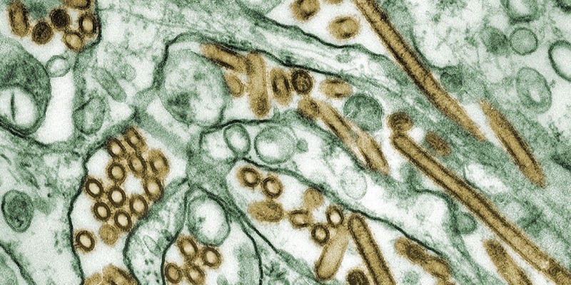 Australia Siapkan Dana Rp127 M untuk Cegah Wabah Flu Burung H5