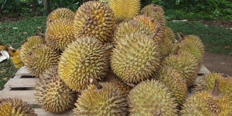 Ekspor Buah dan Sayur Vietnam Melonjak Tajam, Durian Paling Laku