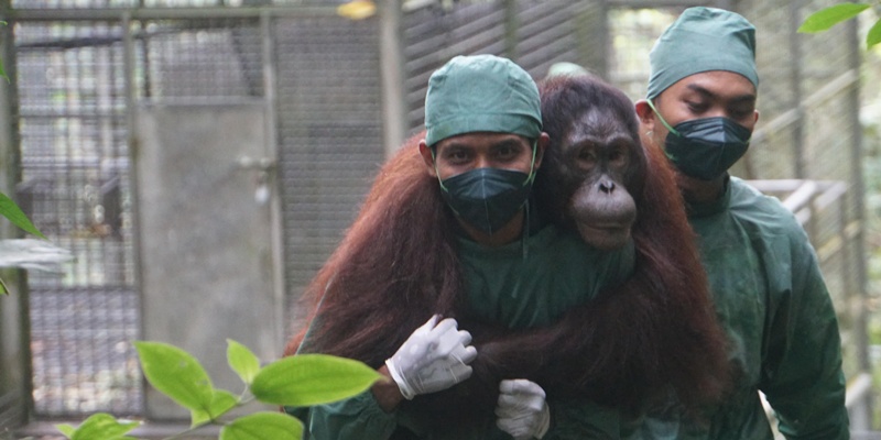 Konservasi Orangutan jadi Upaya BNI Perkuat Komitmen ESG
