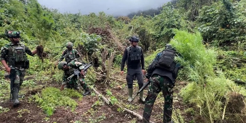 Kebun Ganja di Perbatasan