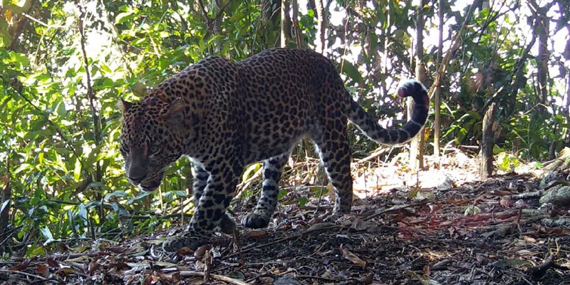 Macan Tutul Jawa (Panthera Pardus Melas) di kawasan Pegunungan Sanggabuana. (Foto: Dispenad)
