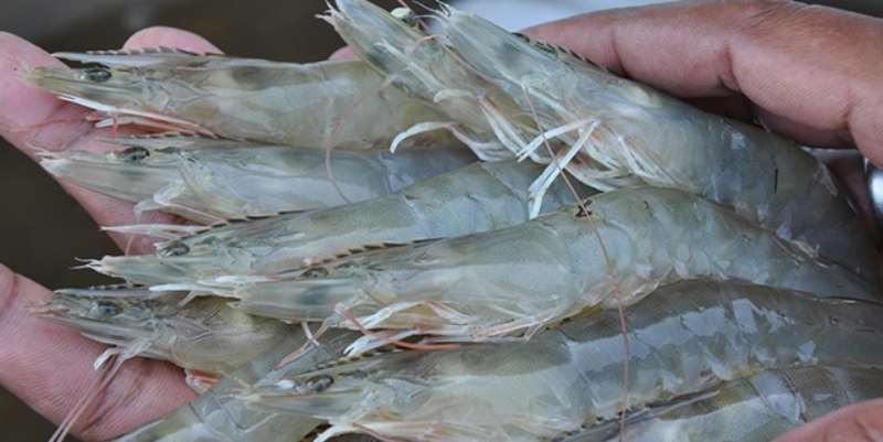 Petambak Udang Vaname di Aceh Terancam Gulung Tikar