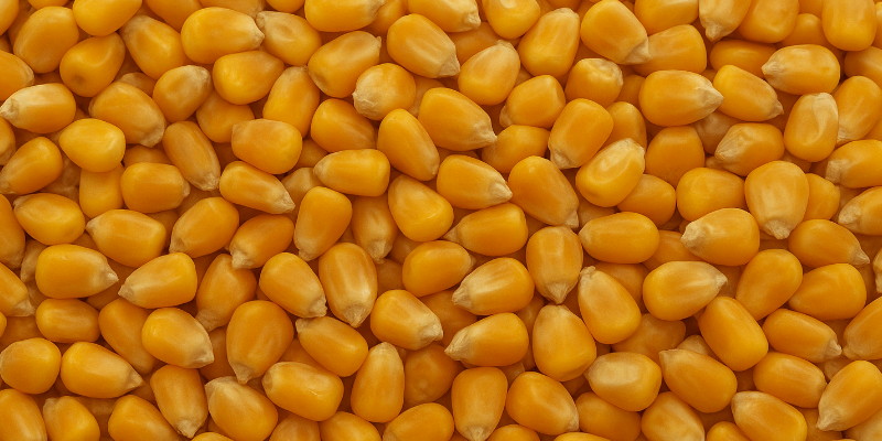 Pemerintah Gelontorkan 52,4 Ribu Ton Jagung SPHP