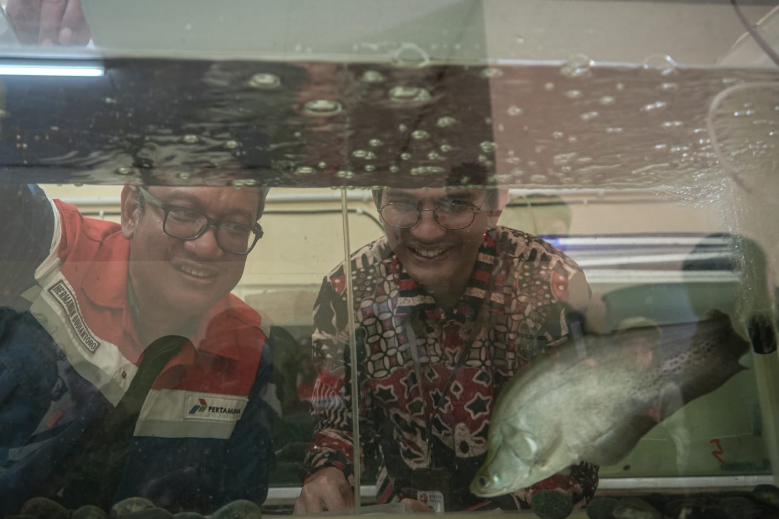 Pelestarian Ikan Belida Upaya Kilang Pertamina Selamatkan Identitas Sungai Musi