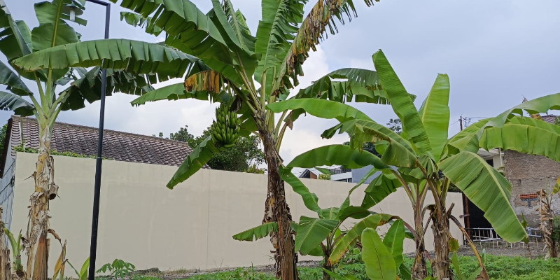 Daun Pisang RI Laku di Luar Negeri