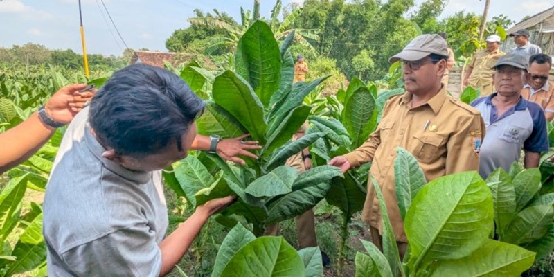 Produktivitas Petani Tembakau Makin Mantap Lewat Sentuhan Teknologi