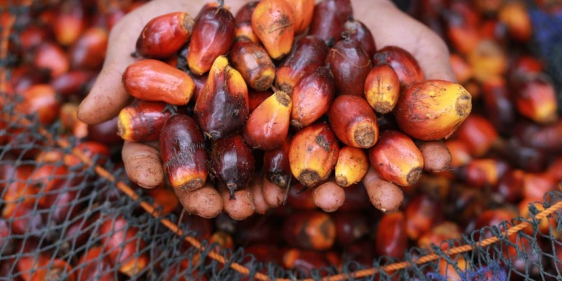 Harga CPO Menguat karena Ekspektasi Permintaan