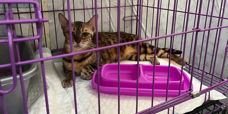 Kucing Eko Patrio Alami Stres Usai jadi Korban Penjarahan