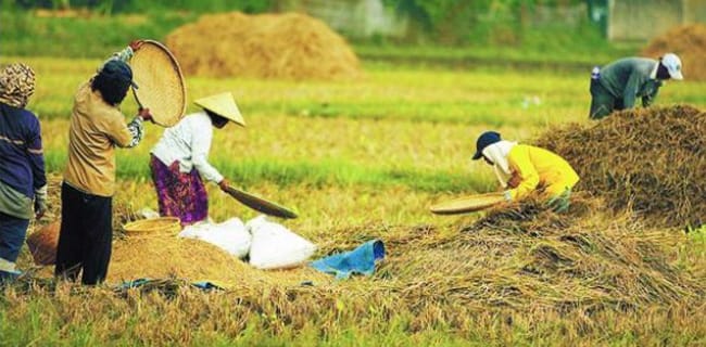 Industrialisasi Pertanian Kunci Pengentasan Kemiskinan Petani