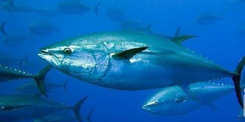 Indonesia Perjuangkan Tambahan Kuota Penangkapan Tuna Sirip Biru