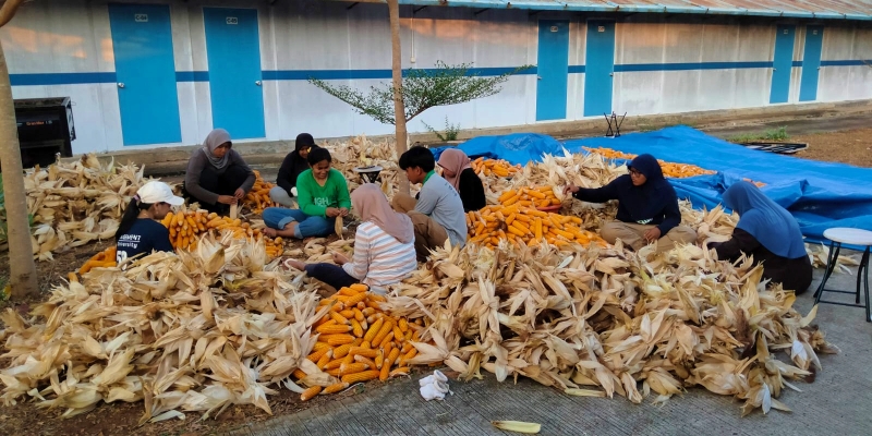 PLN Sulap Limbah Jagung Jadi Listrik, Petani Tuban Dapat Tambahan Penghasilan