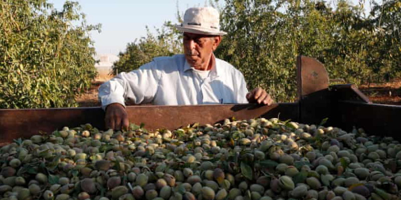 Penjualan Minyak Zaitun Palestina Meningkat di Inggris