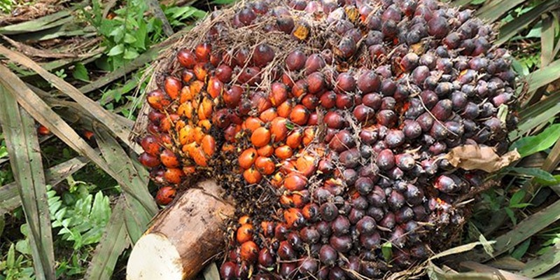 Pemerintah Harus Benahi Sistem Pendanaan Kelapa Sawit