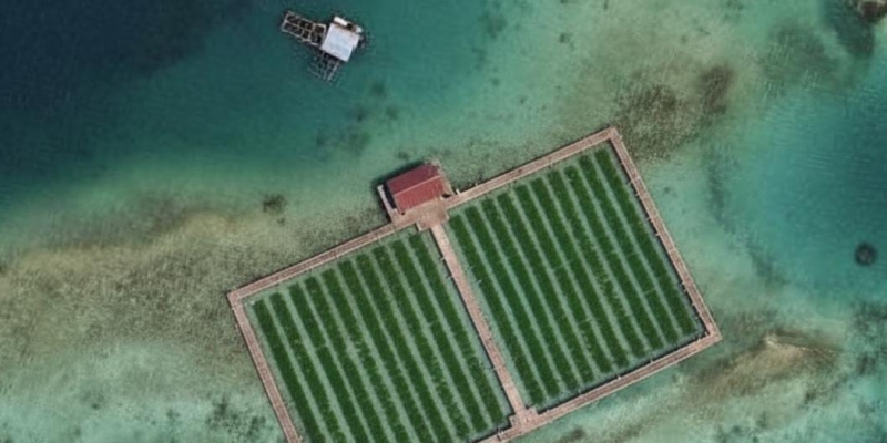 Rumput Laut Kepulauan Seribu: Bukan Sekadar Komoditas, tapi Jantung Ekonomi dan Wisata Edukasi