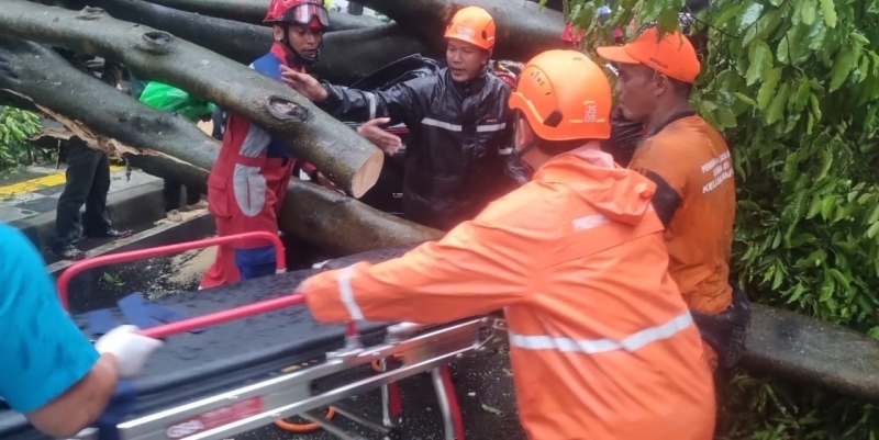 Antisipasi Tumbang saat Hujan Angin, Pohon Tua akan Ditebang