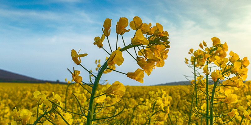 Australia Curi Peluang Ekspor Kanola ke China