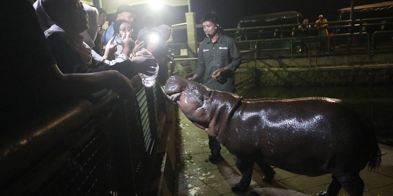 Wisata Malam Taman Margasatwa Ragunan Diserbu Warga
