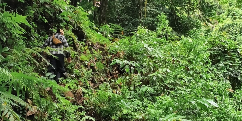 Babat Alas Jalur Terjal Menuju Hamparan Ganja Gayo Lues