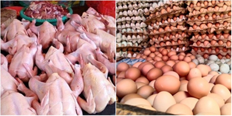 Permintaan Terhadap Ayam dan Telur Meningkat Tajam Sejak Ada MBG