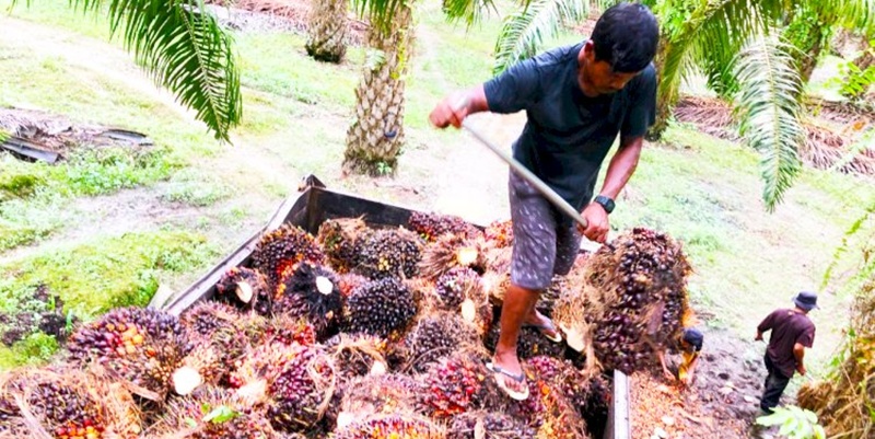 Pemerintah Siap Kembangkan Bahan Bakar Penerbangan Berbasis Sawit