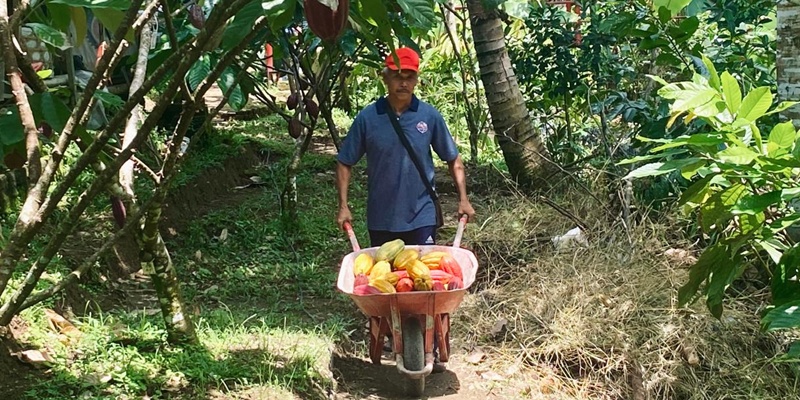 Tarif Resiprokal Trump Diprediksi Gebuk Ekspor Kakao