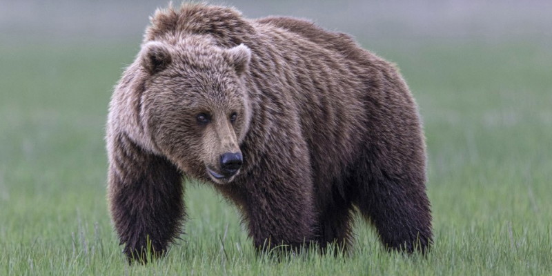 Beruang Grizzly Serang Rombongan Sekolah di Kanada