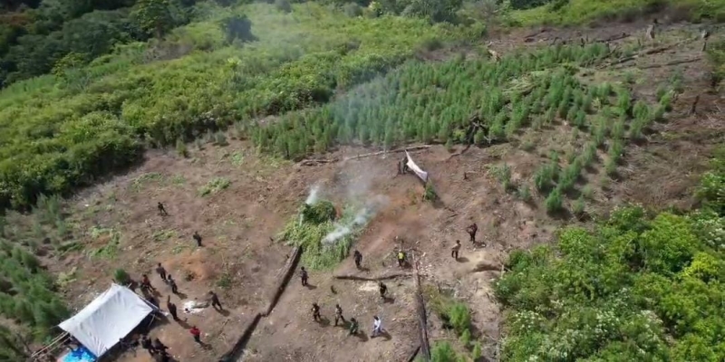 Ini Cara Pemilik Ladang Ganja di Gayo Lues Tahu Perkembangan Tanamannya