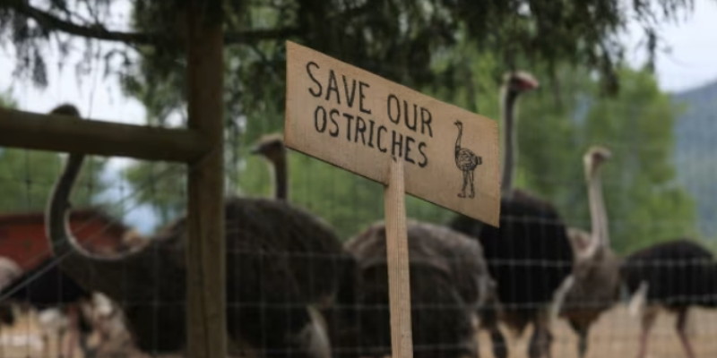 Kanada Siap Musnahkan 400 Burung Unta