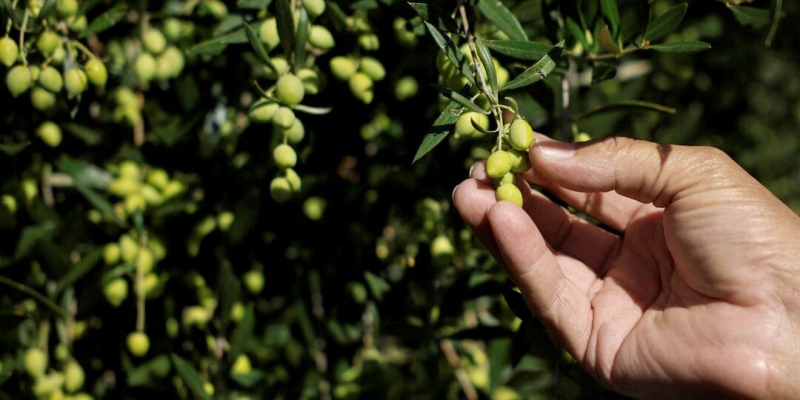 Industri Zaitun Lebanon Terancam Serangan Israel