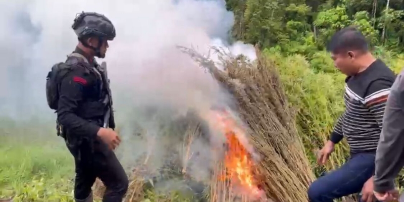 Ganja Senilai Rp621 Miliar Diamankan dari Ladang di Aceh