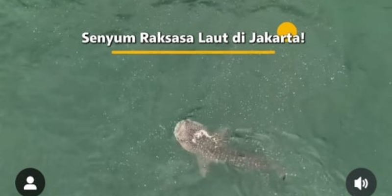 Hiu Paus Nongol di Kepulauan Seribu