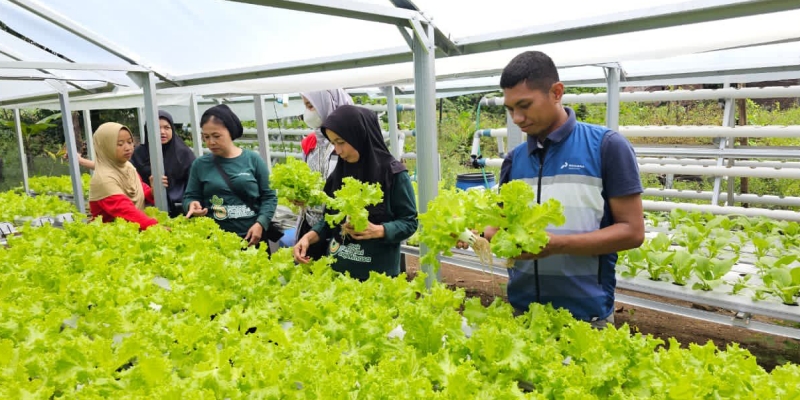 Pertamina Panen Sayur Bareng Kelompok Wanita Tani Sulawesi