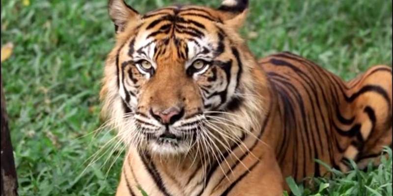 Pramono Pastikan Tak Ada Korupsi Pakan Satwa di Ragunan