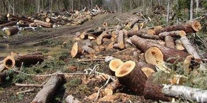 Antara Data dan Fakta Deforestasi