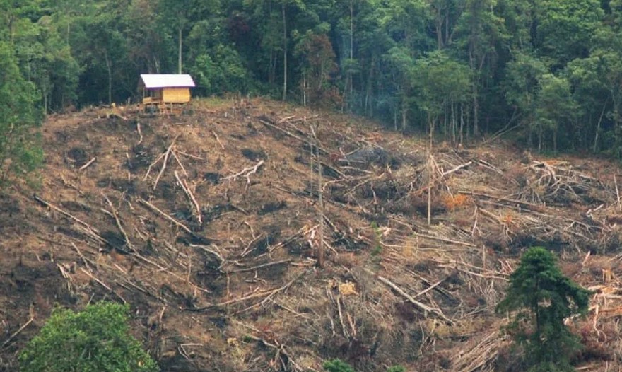 Hutan Dibabat Untung Diraup: Deforestasi dan Bencana Ekologis Sumatera