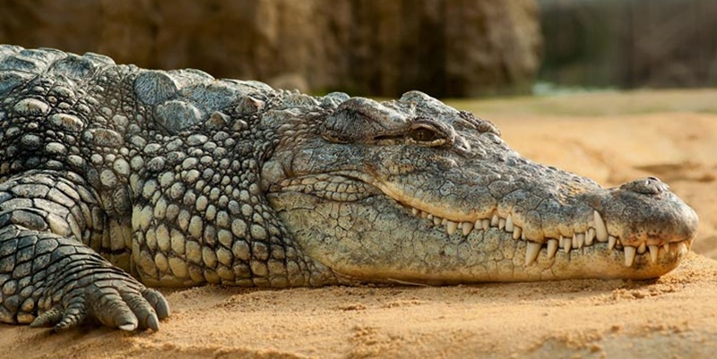Israel Bunuh Ratusan Buaya Gegara Dianggap Ancam Keamanan
