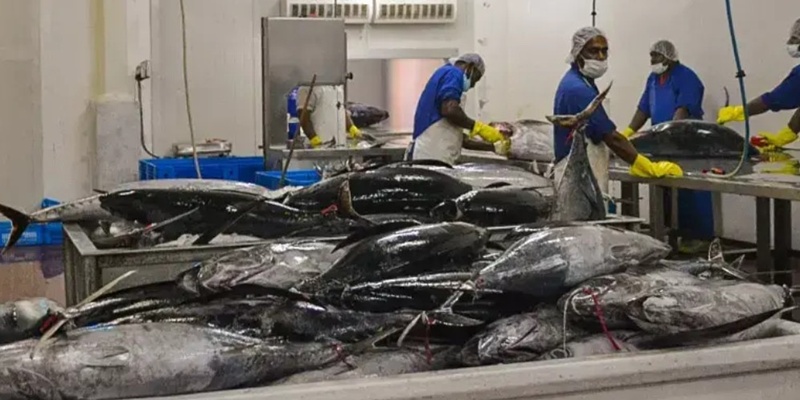 Pekerja Pengolahan Tuna di Jakarta, Bali dan Sulut Masih Memprihatinkan