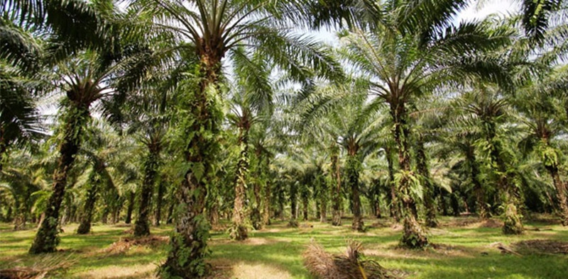 Menuntut Tanggung Jawab Korporasi Sawit dan Tambang
