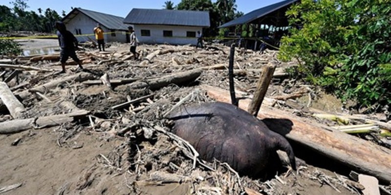 Raja Juli, Ternak Oligarki dan Gajah Mati
