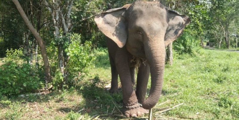 Way Kambas Pilot Project Penjualan Karbon di Kawasan Taman Nasional