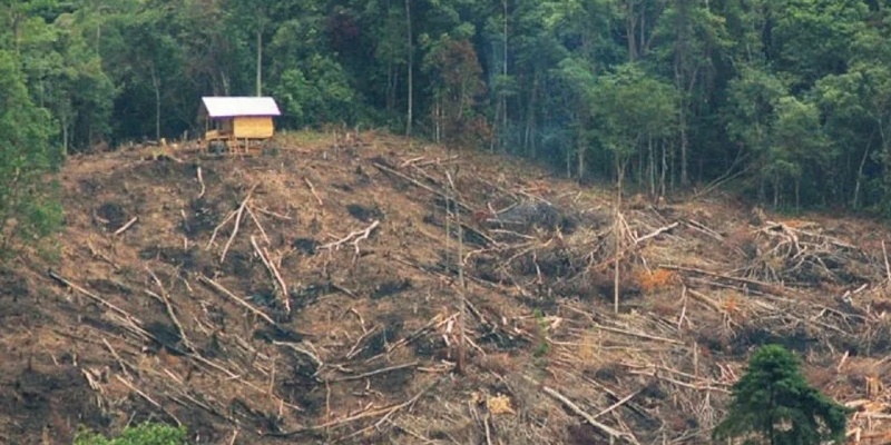 Hutan Tidak Gundul Lebih Penting Ketimbang Bantuan Sembako