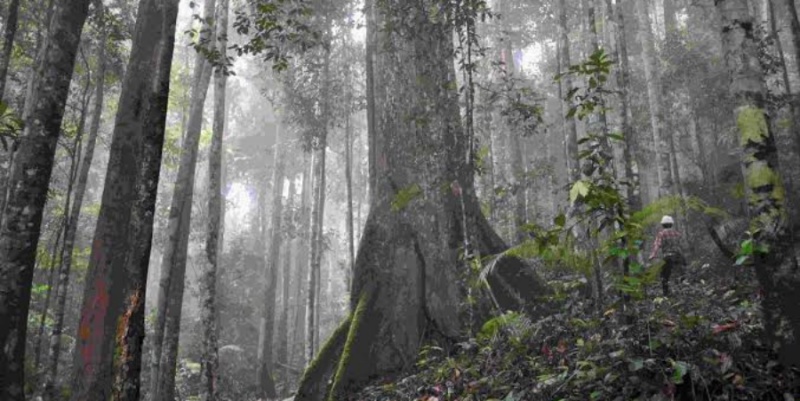 Kemenhut Bantah Buka Akses Penebangan di Tapsel