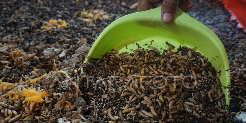 Pengolahan Limbah MBG Berbasis Maggot Dorong Ekonomi Sirkular