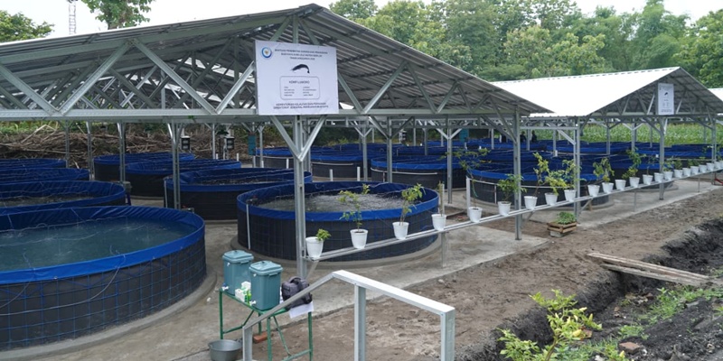 Program Budidaya KDKMP Siap Suplai Ikan untuk Kebutuhan MBG