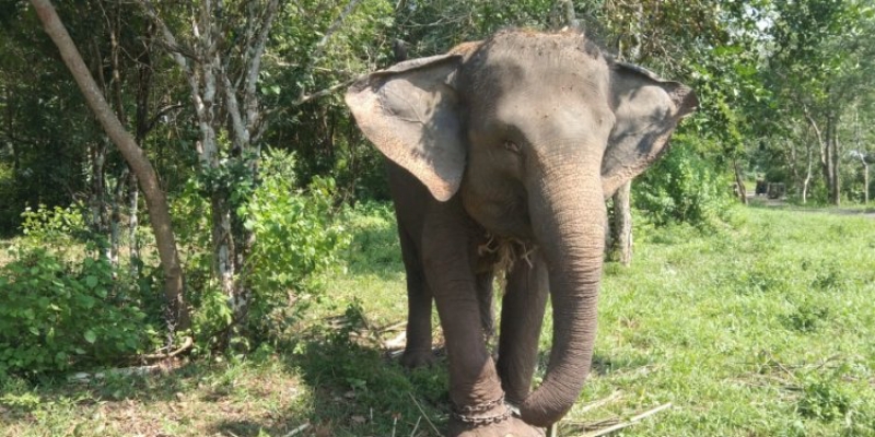 Objek Wisata TNWK Ditutup Sementara Buntut Gajah Masuk Perkebunan Warga